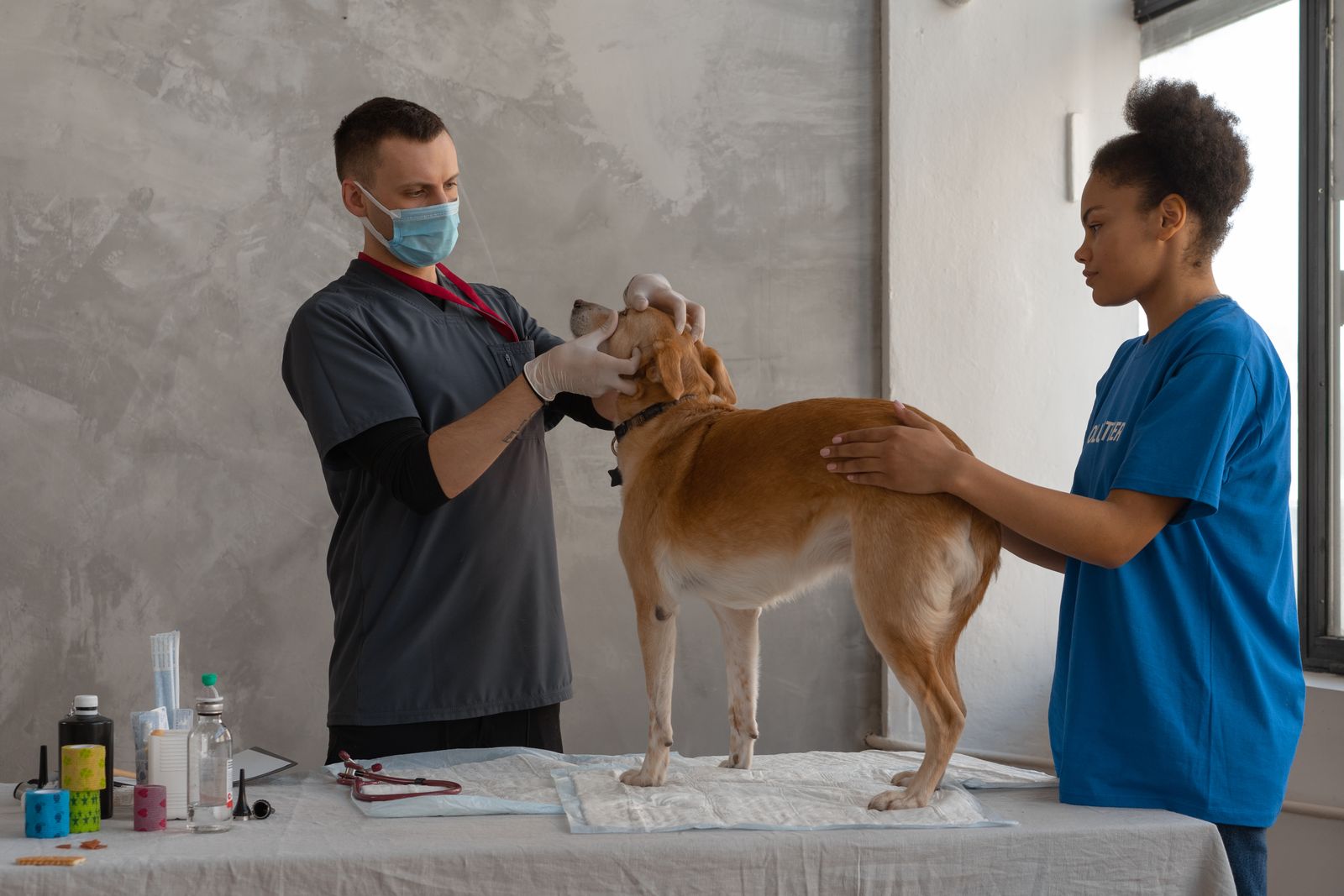 Veterinarian examining a dog with another person supporting it